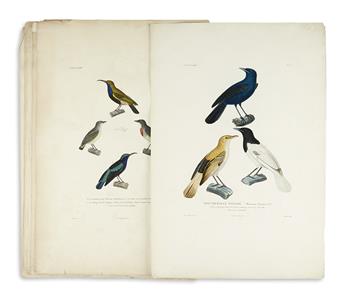 DUPERREY, LOUIS-ISIDORE. Seven hand-colored engraved plates of birds after Prêtre and Prévost
